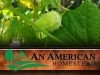 Achocha-Fat-Baby-Seeds-Now-Available-for-Next-Spring-An-American-Homestead