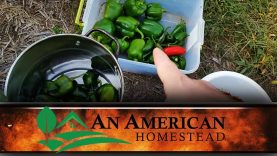 Final-Pepper-Harvest-An-American-Homestead