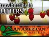 Off-Grid-Living-Growing-Strawberries-Gutters