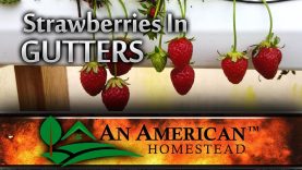 Off-Grid-Living-Growing-Strawberries-Gutters