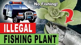The-Illegal-FISHING-Plant-Mullein