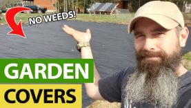 Garden-Ground-Covers-To-Eliminate-Weeds-Forever