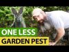 How-We-Deal-With-Garden-Pests