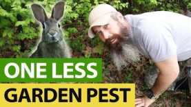 How-We-Deal-With-Garden-Pests