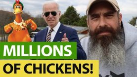 Now-The-Government-KILLS-ALL-Backyard-Chickens