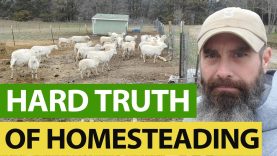 A-Sheeps-Time-IS-UP-and-FREE-Chicken-Feed-For-YOU