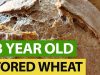 Baking-BREAD-From-23-Years-STORED-Wheat