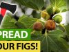 Quicker-WAY-To-Spread-Your-FIG-TREE