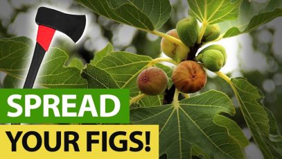 Quicker-WAY-To-Spread-Your-FIG-TREE