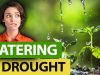 How-Im-Watering-My-Plants-During-This-Drought