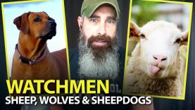 Homesteads-Are-SHEEPDOG-Factories