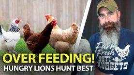 The-MISTAKE-You-Made-With-Your-Chickens