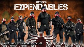 TICKS-Are-Coming-THIS-Spring-Defeat-Them-Without-Chemicals