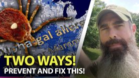 THEY-Wont-Tell-You-THIS-Alpha-Gal-Prevention-And-Fix