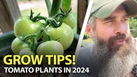 My-EASY-Tomato-Tips-For-Summer-MUST-SEE