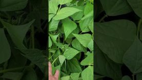 This-Destroys-Aphids-Guaranteed