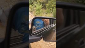 Guineas On The Road – Short