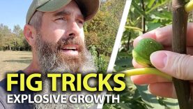 Building A Fig Tree Fruit Source