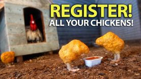 CRASHING THE SYSTEM! – Chicken/Egg Police!