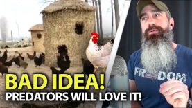 How-To-Get-Your-Chickens-Killed-Probably