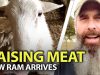 Whats-In-Your-Food-New-Ram-For-The-Sheep