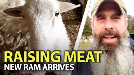 Whats-In-Your-Food-New-Ram-For-The-Sheep