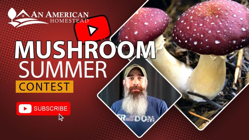 Easy-Mushrooms-To-Grow-This-SPRING-Wine-Caps