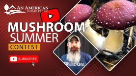Easy Mushrooms To Grow This SPRING! – Wine Caps
