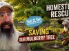I-Have-To-Save-This-Mulberry-Tree-Before-It-Dies-SeeSii-Saw-Pole-Saw-Review