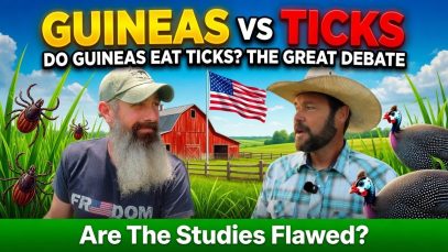 He-Said-Guineas-Dont-Eat-Ticks-WHAT