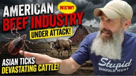 New Tick Aborts Beef Calves Up To 50% Mortality!