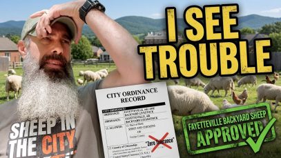 City-of-Fayetteville-Passes-Backyard-Sheep-Ordinance