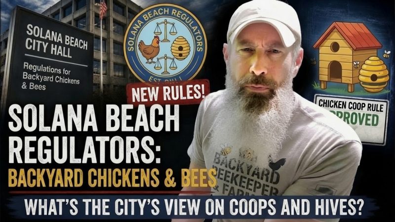 Crazy-Ridiculous-Chicken-Regulations-in-America-Heres-Why