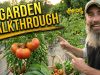 Garden-Walk-Update-Sunflowers-Tomatoes-BIG-Surprises