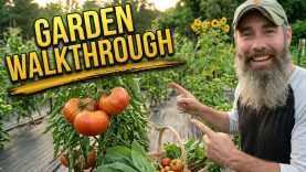 Garden-Walk-Update-Sunflowers-Tomatoes-BIG-Surprises