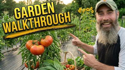 Garden-Walk-Update-Sunflowers-Tomatoes-BIG-Surprises