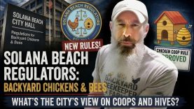 Crazy! Ridiculous Chicken Regulations in America – Here’s Why